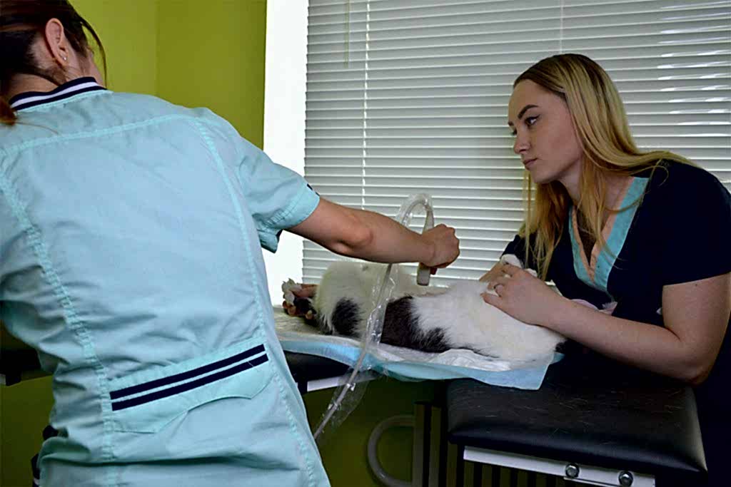 Терапия животных в алматы