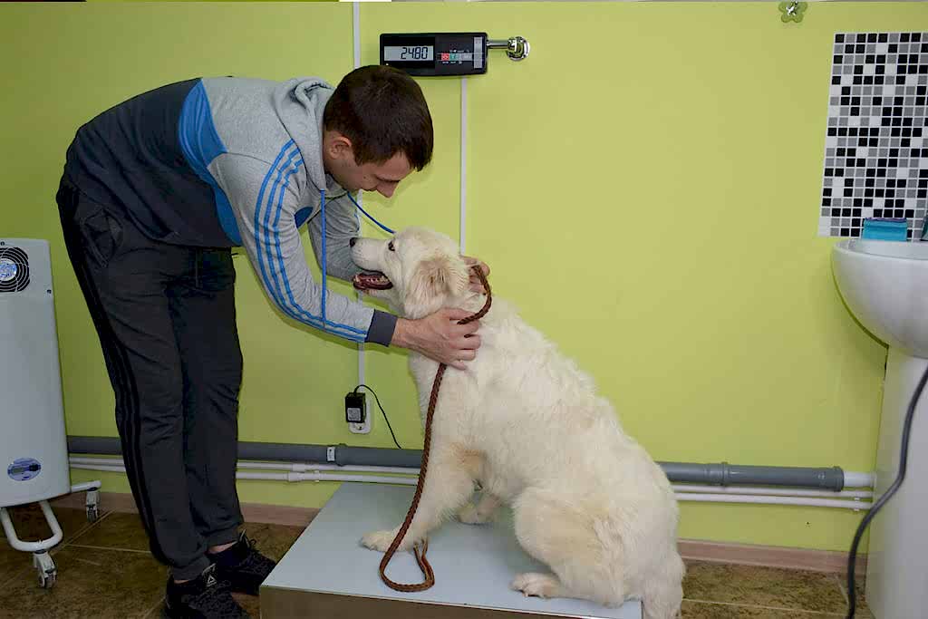 Терапия животных в Алматы