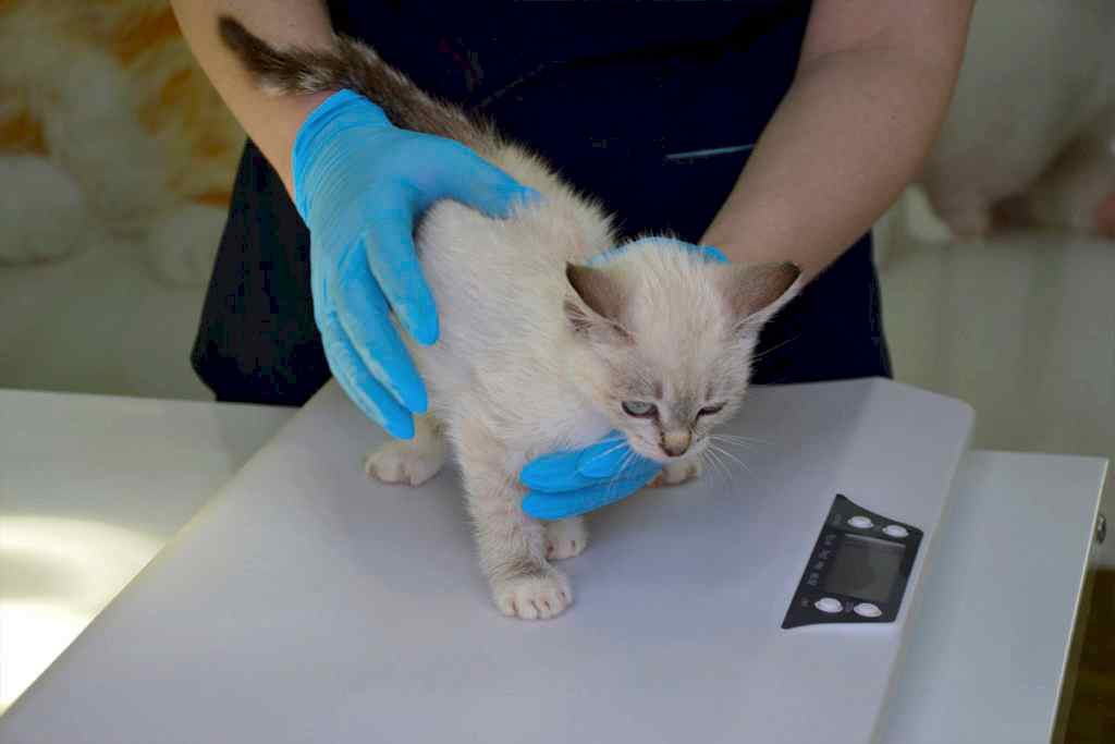 Ветклиника