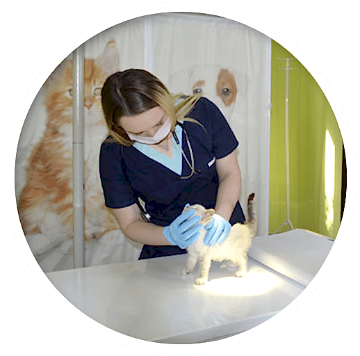 Терапия животных в Алматы